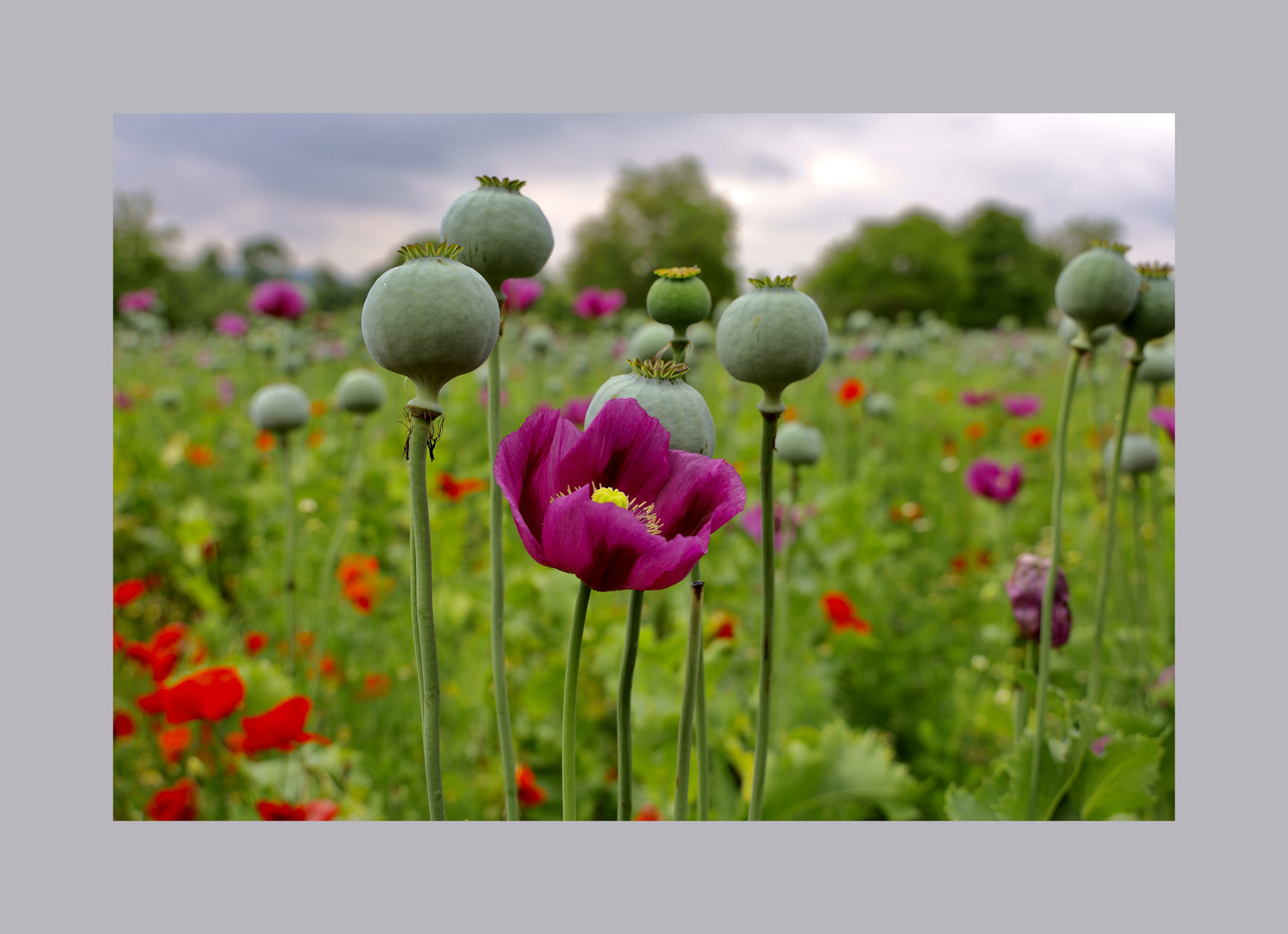 IMG_0235 Edited Mohn 2023