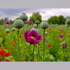 IMG_0235 Edited Mohn 2023