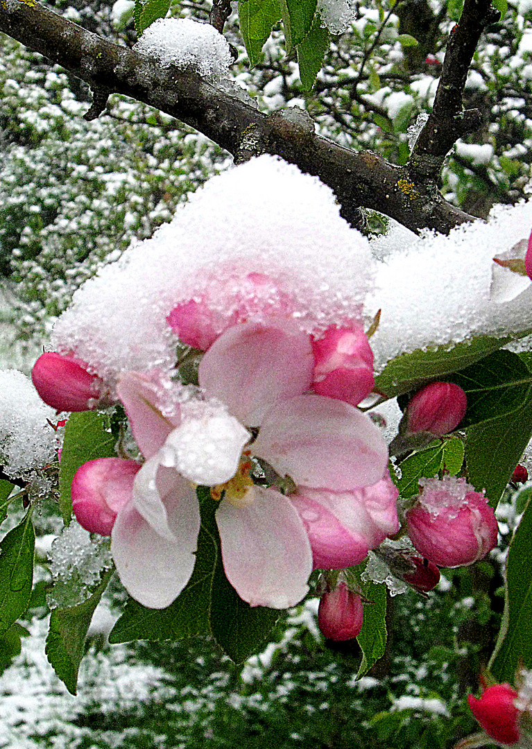 IMG_0255 Apfelblüte mit Schneekleid