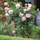 IMG_0314  Edenrose