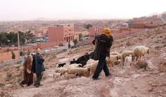 IMG_0409_v2_w10_schafe_Tenhir_nbv19dez24