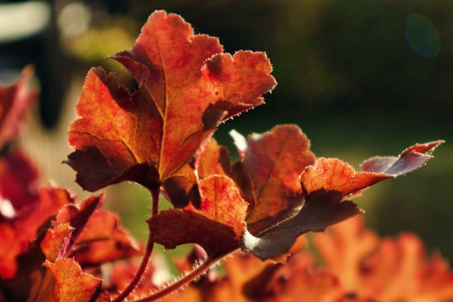 IMG_0411.JPG Heuschera in der Herbstsonne