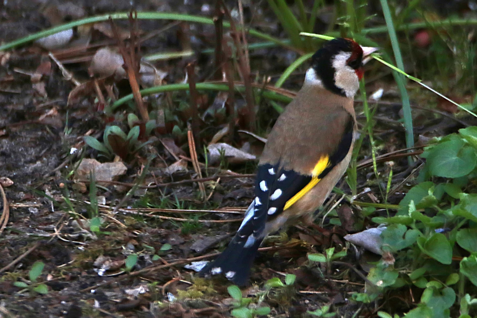 IMG_0413 Foto & Bild | Bilder auf fotocommunity