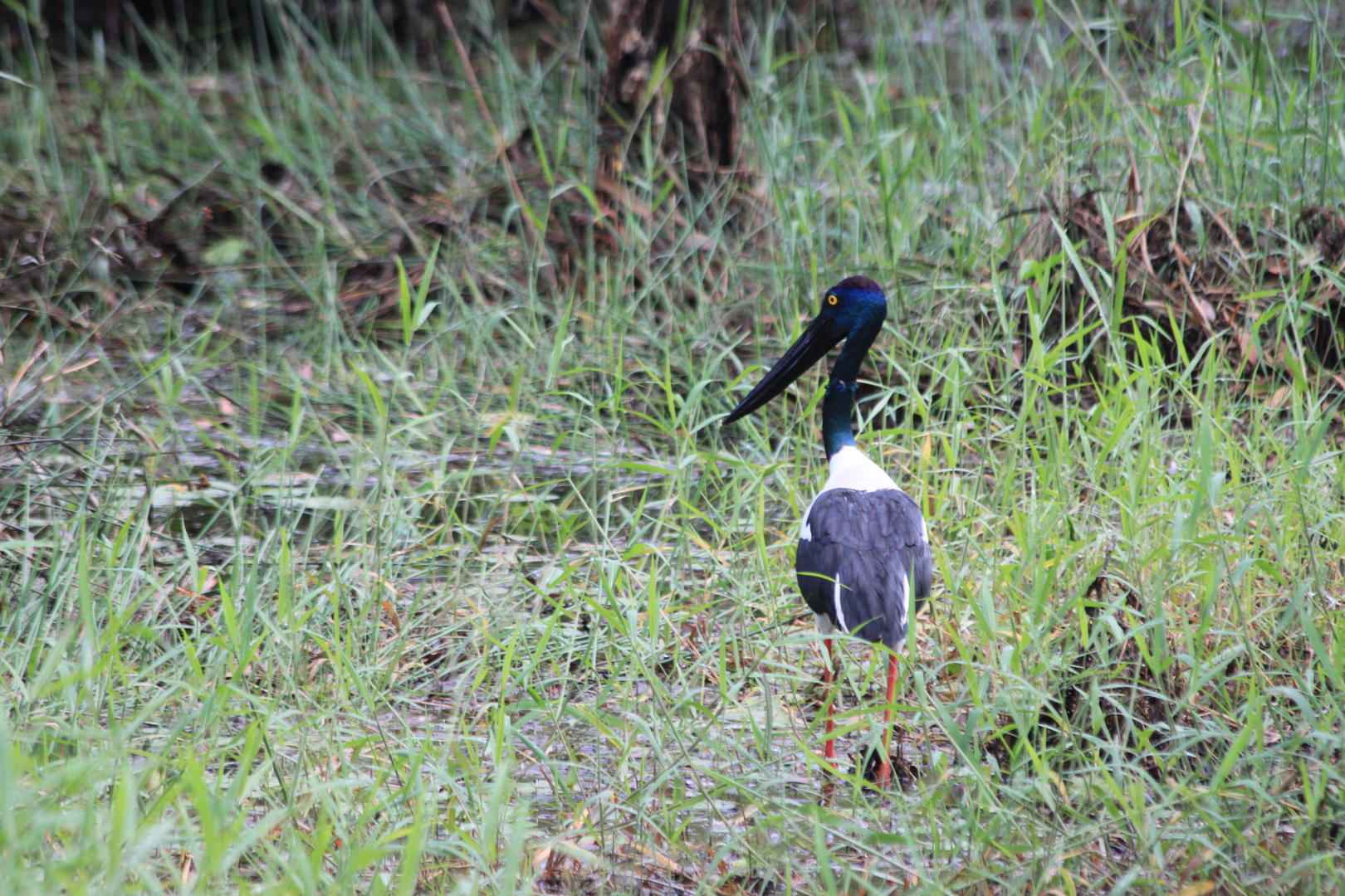 IMG_0504 (1)      Storchenvogel