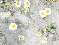 IMG_0528 Pusteblume Samen bedecken Gänseblümchen