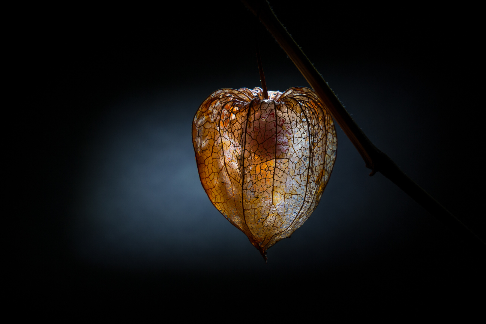 IMG_0634_Physalis_2