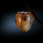 IMG_0634_Physalis_2