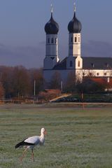 IMG_0945 Storch 