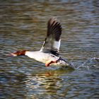 IMG1000 Gänsesäger beim Abflug