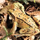 IMG_1000 Grasfrosch