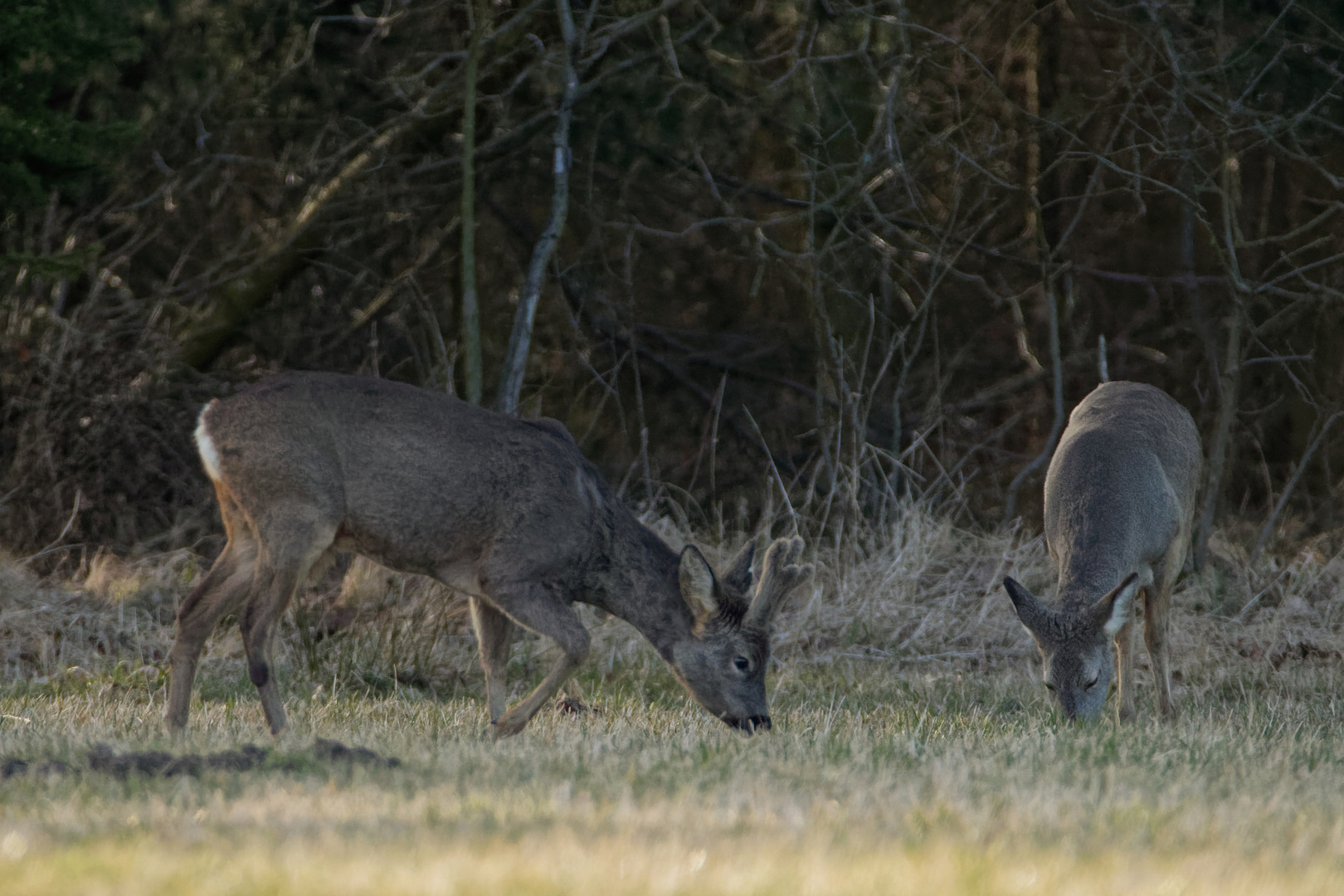 IMG_1068 Rehe beim Äsen