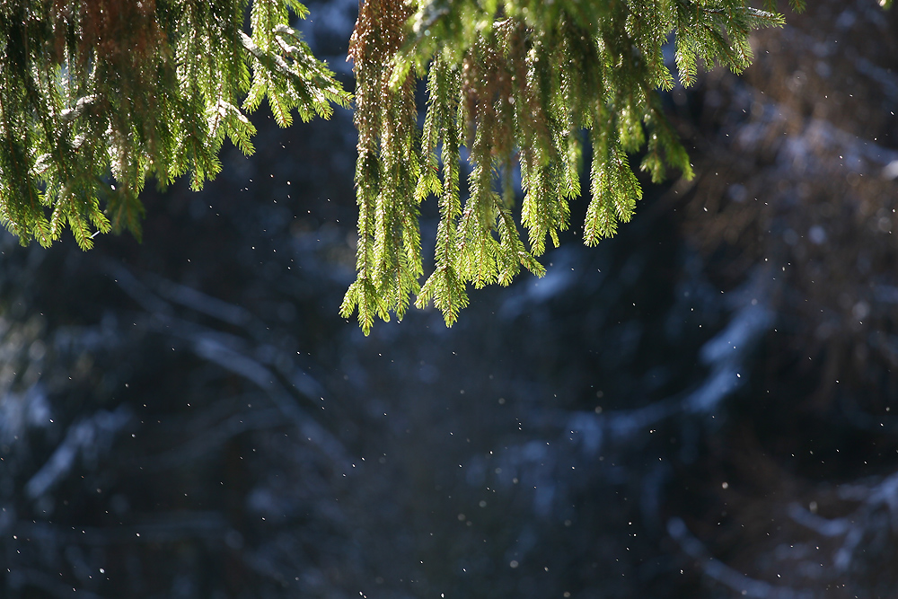 IMG_110-FC Tanne im Gegenlicht mit Schneeflocken