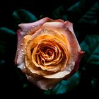 IMG_1126_Rose_1