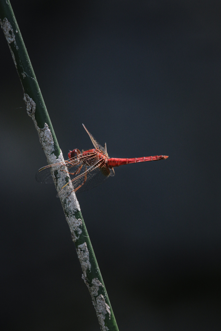 IMG_1154Rote Schönheit_1