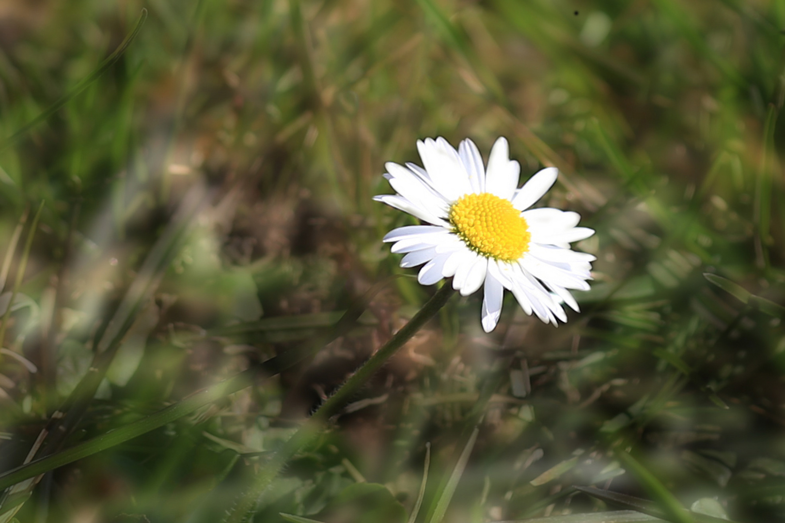 IMG_1173 Gänseblümchen