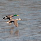 IMG_1194_Enten