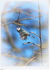 IMG_1336 2024.02.01 Blaumeise macht den Abflug....