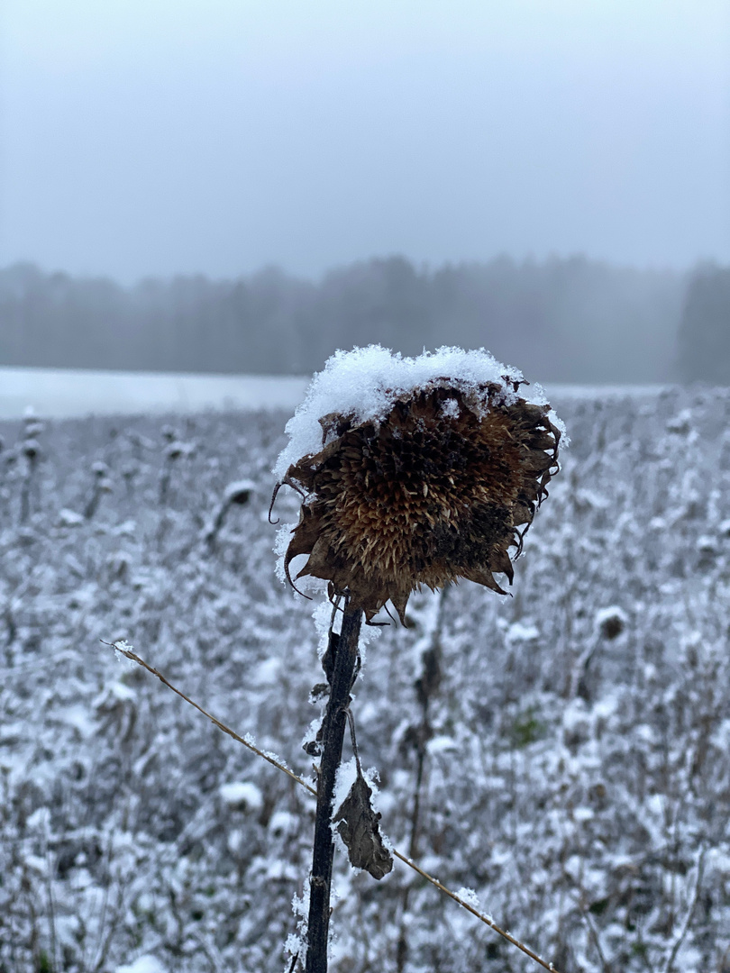 IMG_1570-cold sunflower