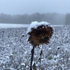 IMG_1570-cold sunflower