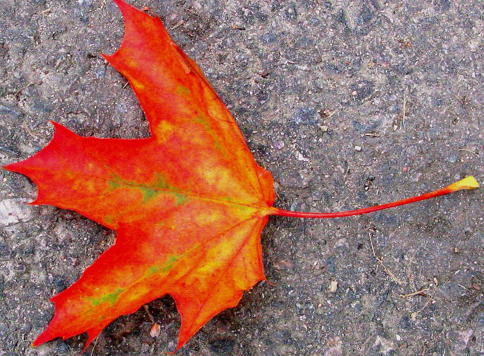 IMG_1777 Es leuchtet der Herbst.