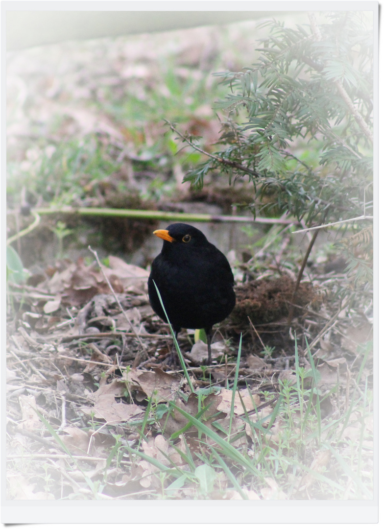 IMG_1836 Was guckst du?