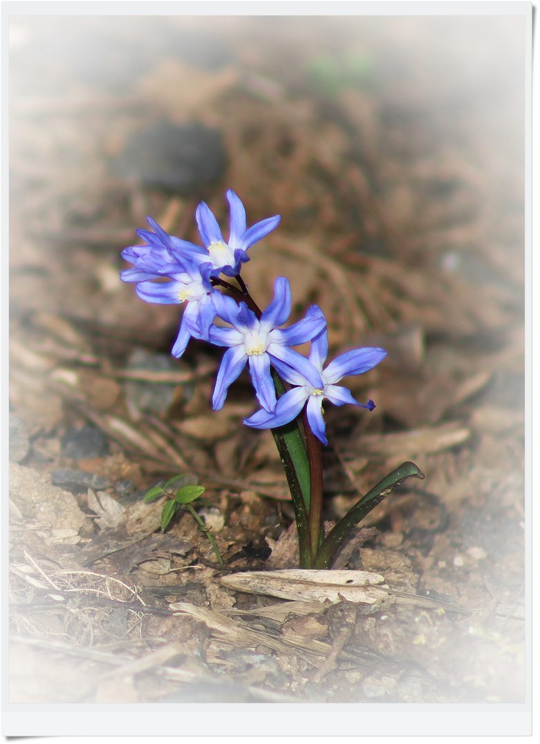 IMG_1894 Blaues Blümchen zum "Blue Monday"