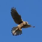 IMG_1910_Test_Falke_2