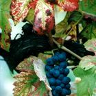 IMG_20161007_0003 Herbstliches Weinlaub