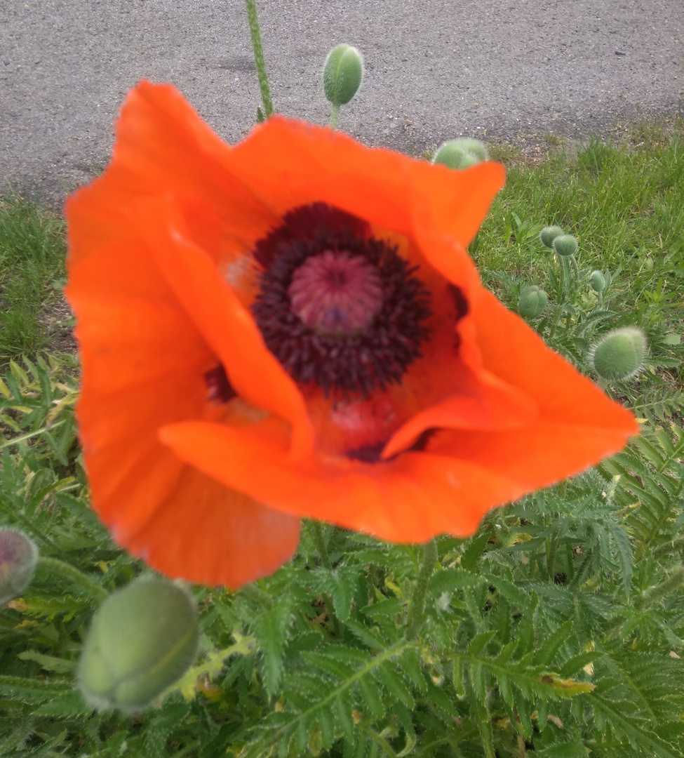 IMG_20180518_133939Mohn auf der Düne