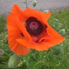 IMG_20180518_133939Mohn auf der Düne