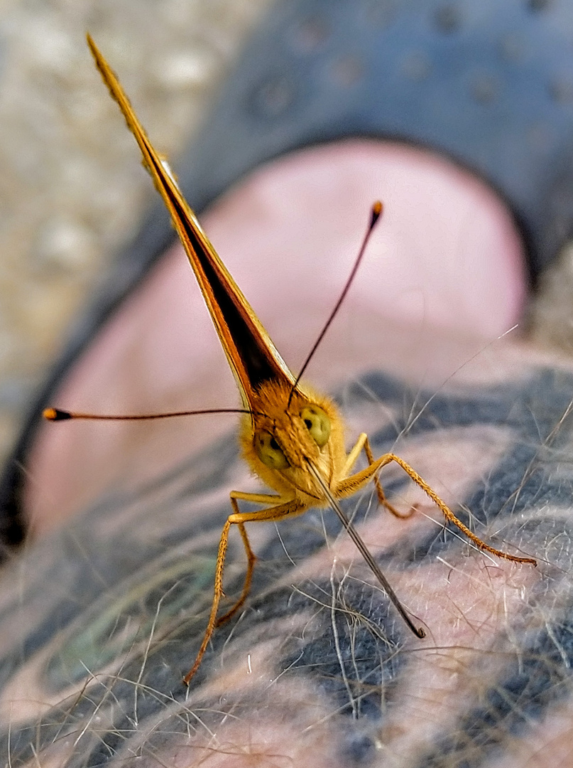 IMG_20180701_Nahaufnahme von einem Schmetterling auf meinem Bein140403