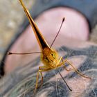 IMG_20180701_Nahaufnahme von einem Schmetterling auf meinem Bein140403