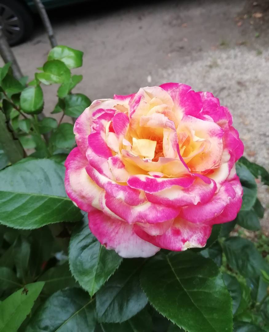 IMG_20190729_093523 Rose