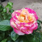 IMG_20190729_093523 Rose