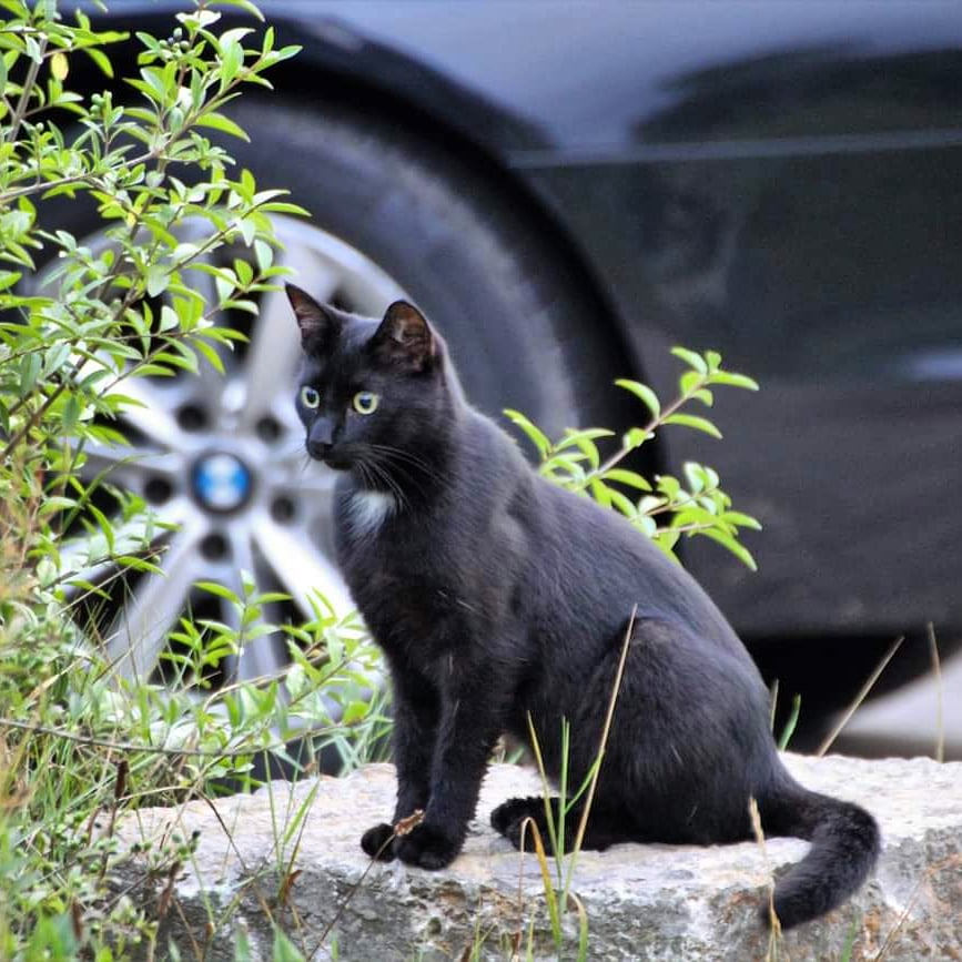 IMG_20200823_154721_409schwarze katze