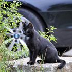 IMG_20200823_154721_409schwarze katze