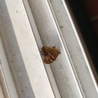 IMG_20250629_092325