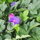 IMG_20250702_113330