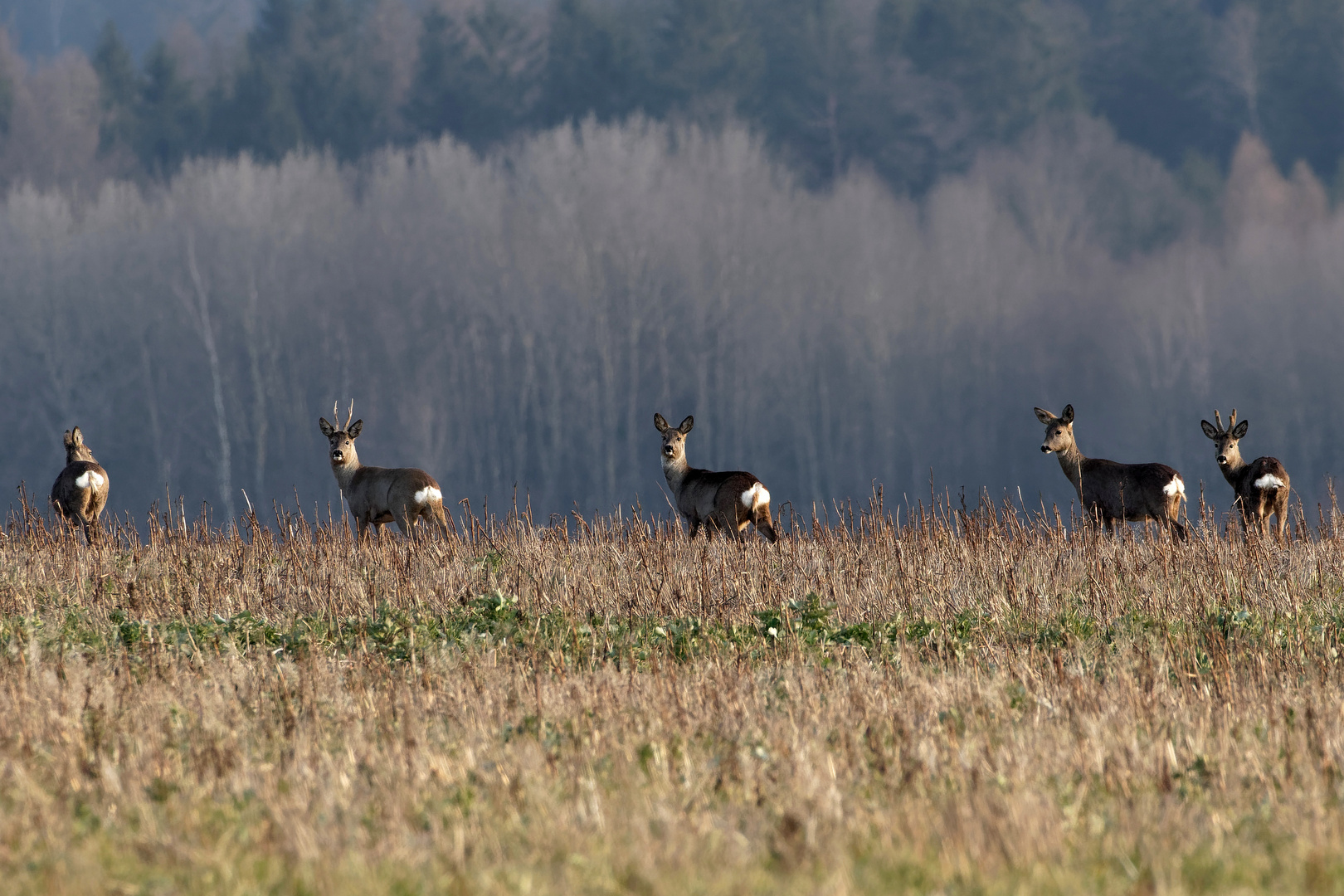 IMG_2213Rehe 2 Böcke 3 Ricken Kopie