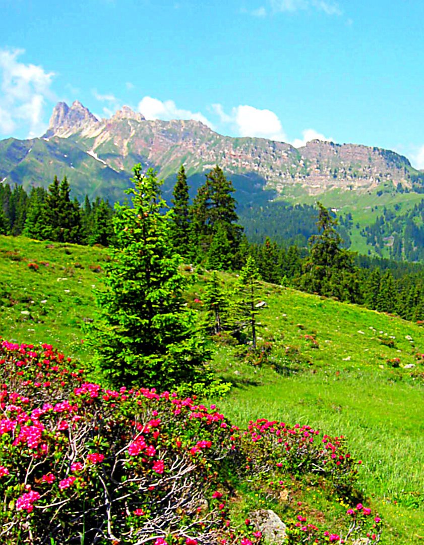 IMG_2326 Alpenrose auf der Seiseralm (Dolomiten)