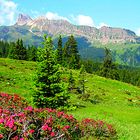 IMG_2326 Alpenrose auf der Seiseralm (Dolomiten)