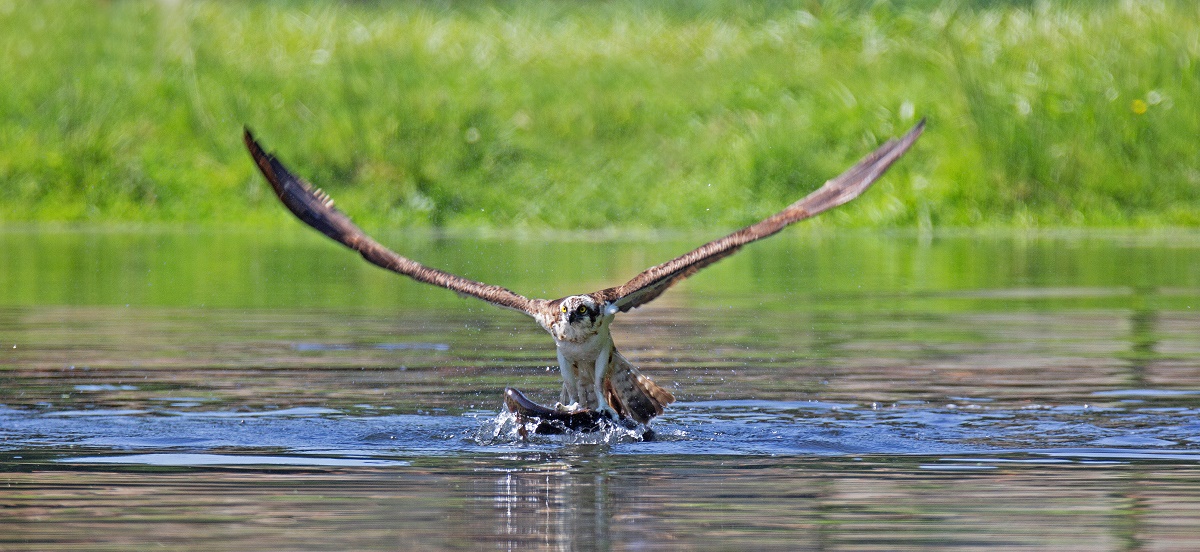 IMG_2449_R (1) balbuzard n1 - Copie