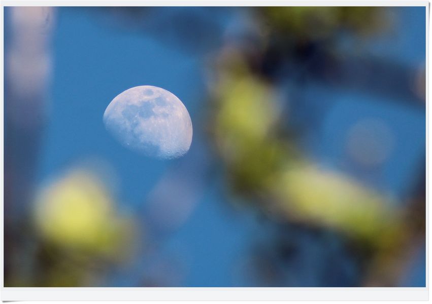 IMG_2572 2024.04.18 Mond heute am späten Nachmittag