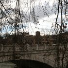 IMG_2691 Ramicelli sul lungotevere 