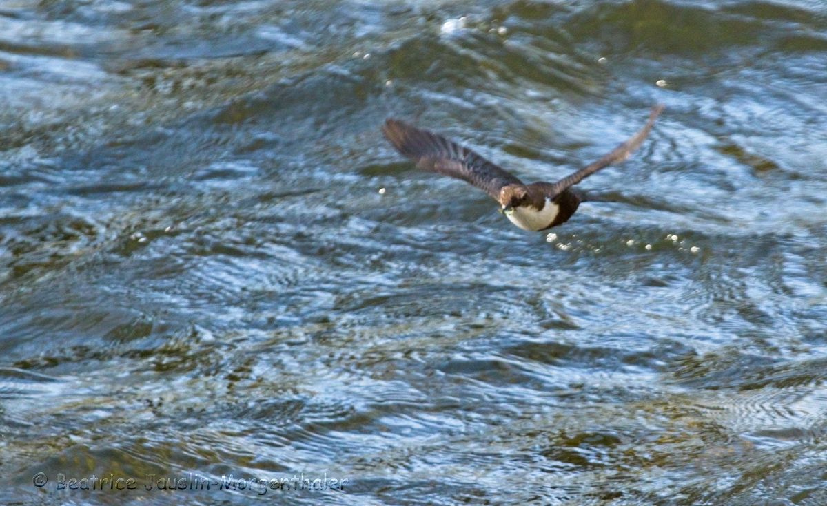 IMG_2801 Wasseramsel