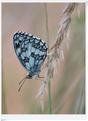 IMG_2949 2025.06.21 Schachbrett