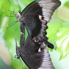 IMG_2954 - Schmetterlinge