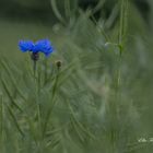 IMG_3081-1Kornblume