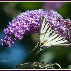 IMG_3201Schmetterling-am-Schmetterlingsbaum-für-FC