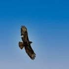 IMG_3250Bussard